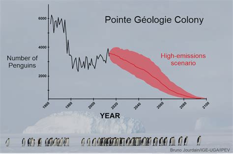98% of emperor penguin colonies could be extinct by 2100. Can the