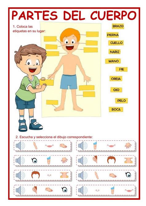 Partes Del Cuerpo En Espanol