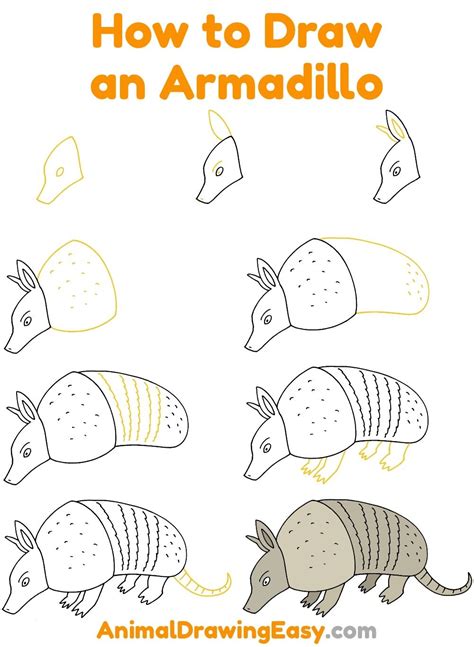 How To Draw An Armadillo Step By Step In 2023 Armadillo Art