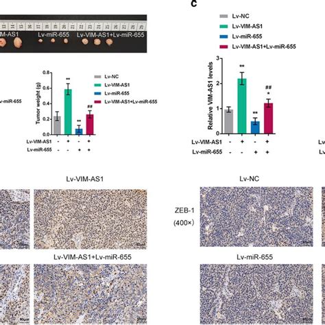 Effects Of Vim As And Mir On The Growth Of Xenograft Formed In