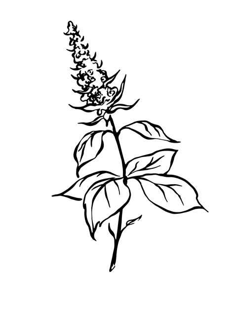 Mint Outline Vector Drawing Hand Drawn Black And White Botanical