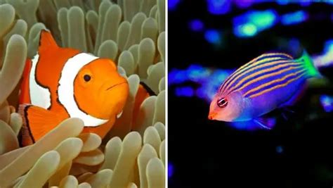 Can the Six Line Wrasse and Clownfish be Compatible Tank Mates?