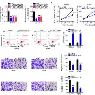 Linc Knockdown Inhibits Nsclc Cell Proliferation Migration And