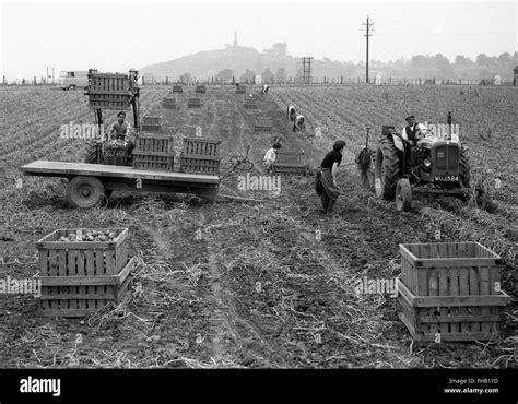 Potato harvesting picking at Lilleshall in Shropshire 1950s Stock Photo ...