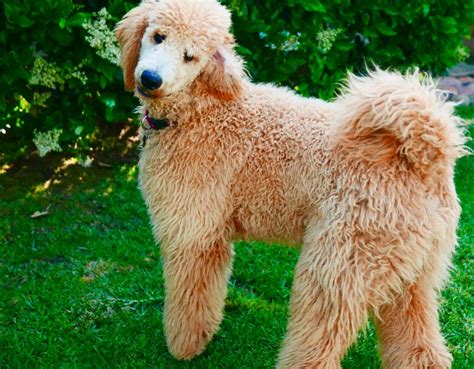 Poodle Tail Docking: Top 5 Questions Answered | PoodleHQ