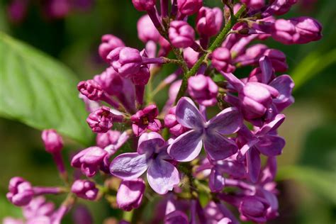 Paarse Bloemen Aan Boom Bloemen