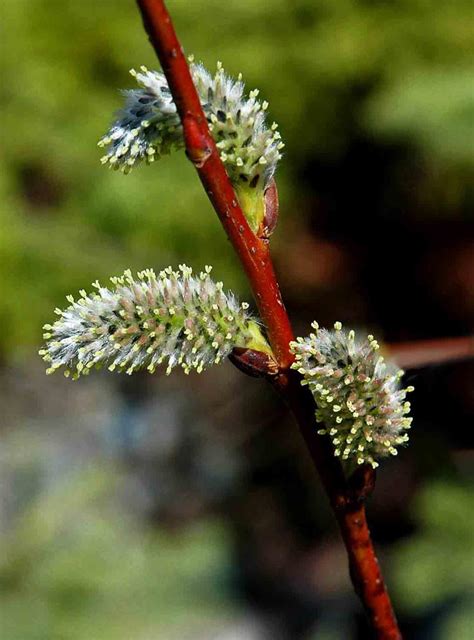 Gallery Salix Discolor Pussy Willow Flora Of Newfoundland And