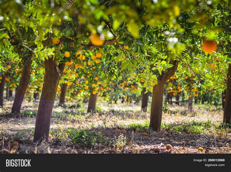 Orange Tree Fruits Image And Photo Free Trial Bigstock