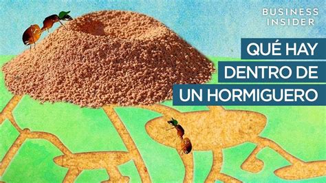 Dónde viven las hormigas y como hacen sus casas