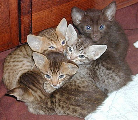 Cute Ocicat Kittens Photos