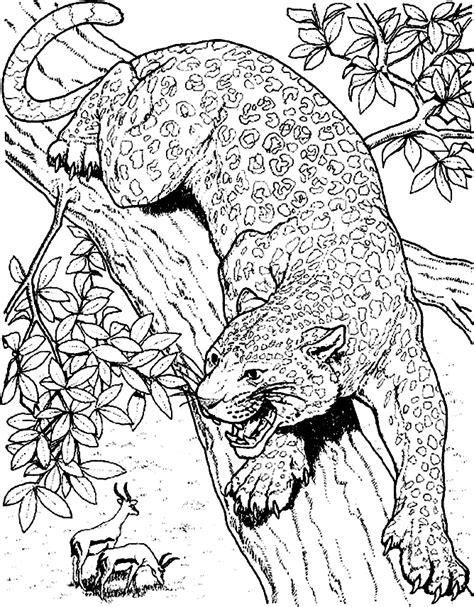 Cheetah Printable Coloring Pages - Coloring Home