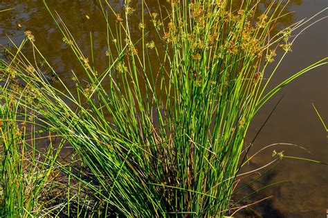 Bulrush – diy.SePRO.com