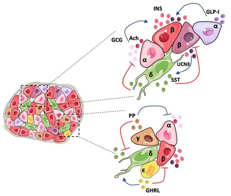 Pancreatic Islets Alpha And Beta Cells