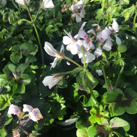 Acheter Geranium Lierre Rainbow Blanc Et Autres Plantes Sur Coclicoh