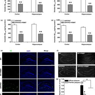 Pbmt Reduces Cerebral A Levels And Amyloid Plaque Burden In App Ps