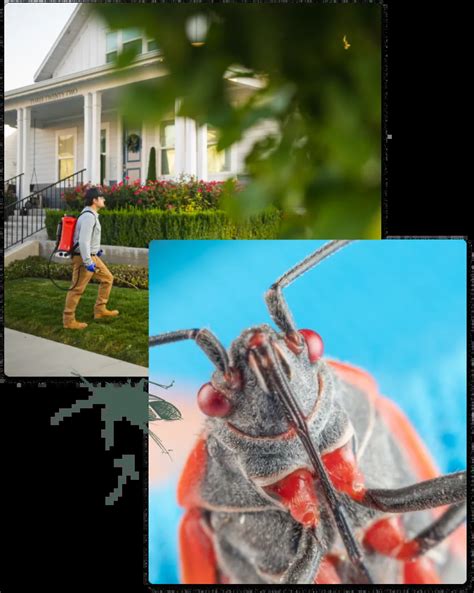Boxelder Bugs Pest Library Greenix Pest Control