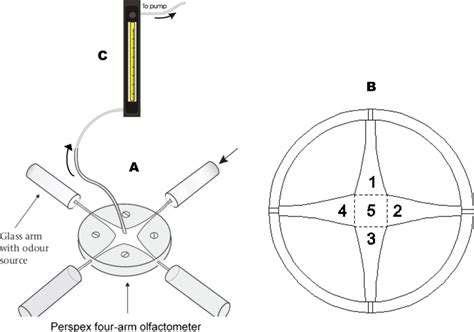 A schematic diagram of the four-arm olfactometer bioassay set up used... | Download Scientific ...