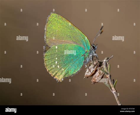 Green Hairstreak Callophrys Rubi Butterfly Resting On Heath With