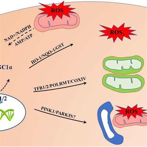 Role of PGC1α in IRI Proposed model for the PGC1αNRF1 NRF2