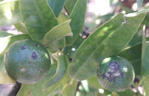 Agroseguro Fomenta El Seguro Agrario De C Tricos En La Comunidad