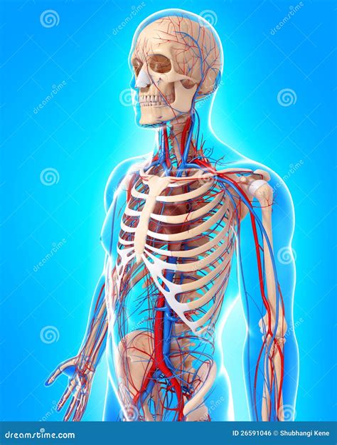 Circulatory System Of Male Body Side View Stock Illustration