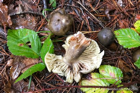 Tricholoma saponaceum – The Hall of Einar – photograph (c) David Bailey ...