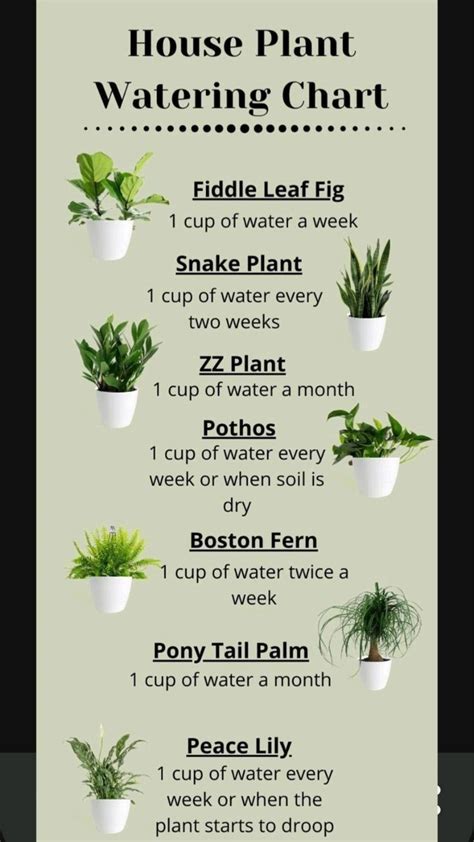 Indoor Plant Watering Chart