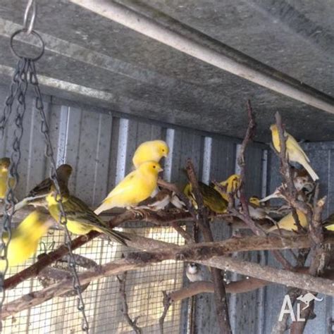 Singing canaries $ 10 for Sale in ROWVILLE, Victoria Classified ...