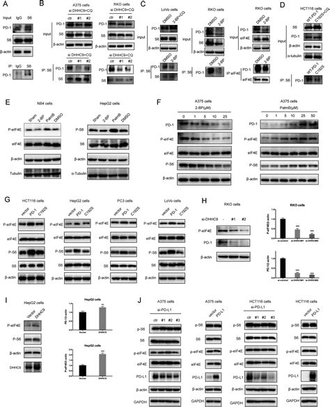 A Peptidic Inhibitor For Pd 1 Palmitoylation Targets Its Expression And