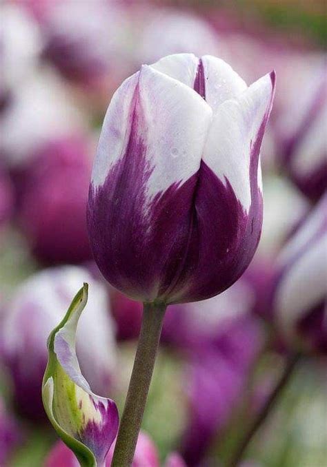 Pin By Ane Castro On Flowers Tulips Bulb Flowers Amazing Flowers