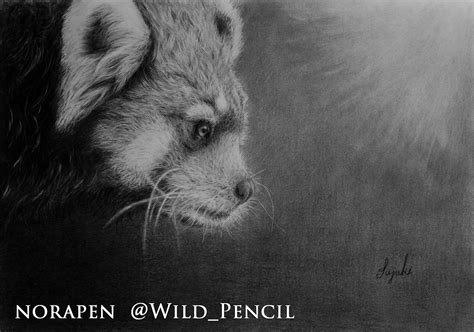 Pencil drawing - Red Panda :: Behance