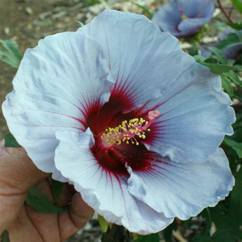 Hibiscus Breeding At The Texas Aandm Agrilife Center Vernon Texas Aandm Agrilife Research And