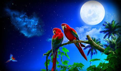 World S Most Beautiful Parrot Images Hd Wallpapers