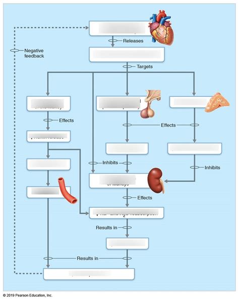 Mechanisms and consequences of ANP release Diagram | Quizlet