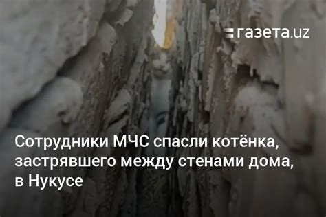 Сотрудники МЧС спасли котёнка в Нукусе – Новости Узбекистана – Газета.uz