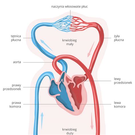 Uzupełnij schemat przedstawiający kierunek przepływu krwi w krwiobiegu