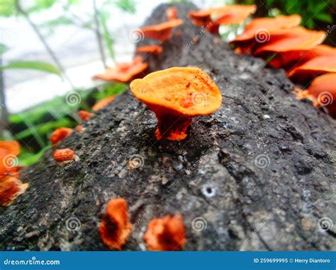 Lingzhi Mushroom Stock Image Image Of Mushroom Animal 259699995