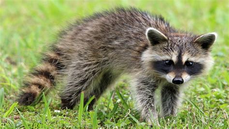 Raccoons University Of Maryland Extension