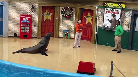 Amazing Sea Lion Show At Sea World San Diego Youtube