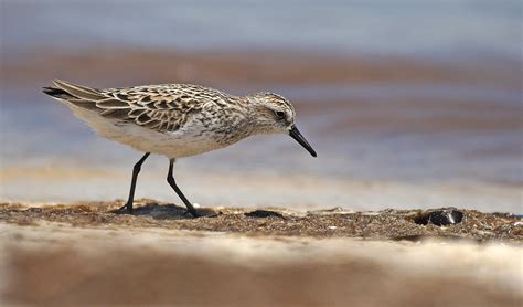 Semipalmated Sandpiper Audubon Field Guide