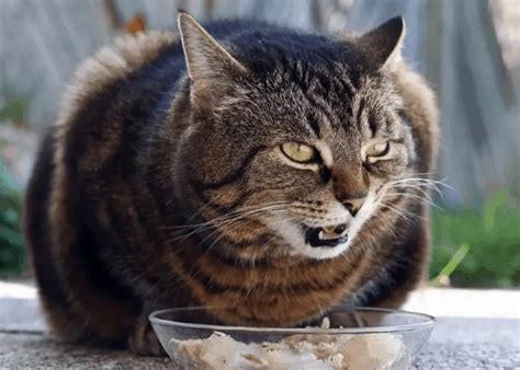 Why Do Cats Never Finish Their Food? | Cat Breeds FAQ