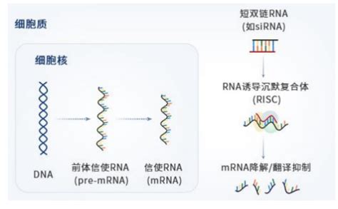 国内首款：君实生物首个sirna新药临床获批 2022上海国际生物医药产业周