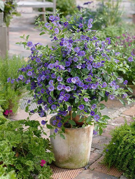 How To Grow Solanum Rantonnetii Growing Blue Potato Bush