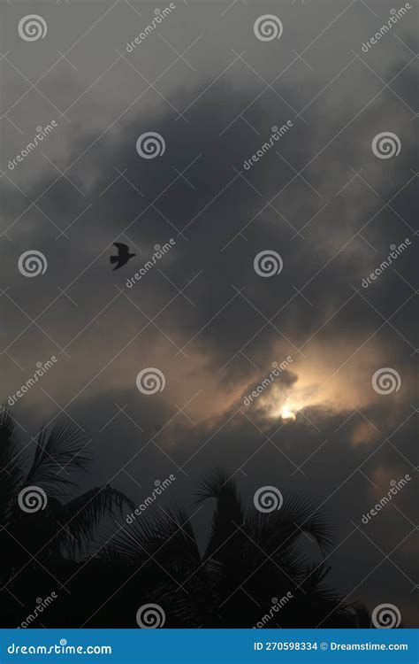 Bird Flying Morning Suntise Stock Photo Image Of Bird Morning 270598334