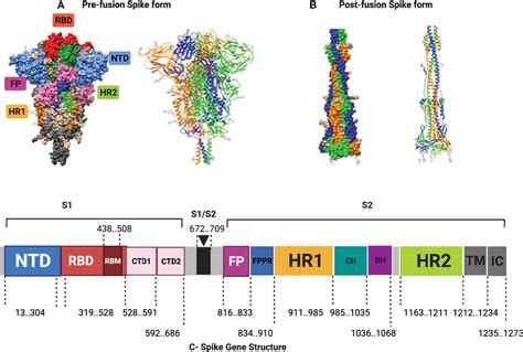 Frontiers Mutations Of The SARS CoV 2 Spike Glycoprotein Detected In