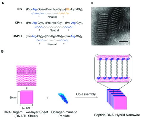 A Sequences Of The Three Collagen Like Triple Helix Forming Peptides