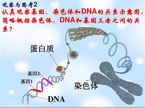 基因在亲子代间的传递2012 Word文档在线阅读与下载 无忧文档