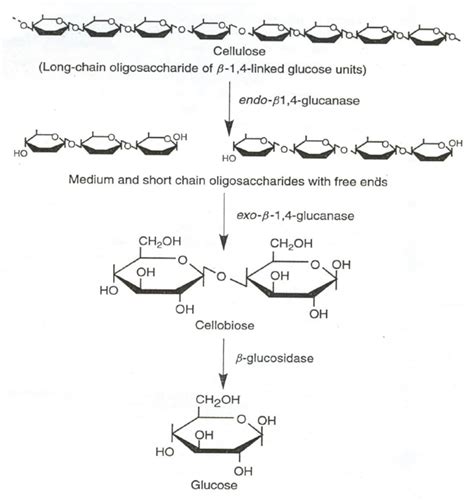 Enzymatic Degradation Of Cellulose Moat Et Al Infact The