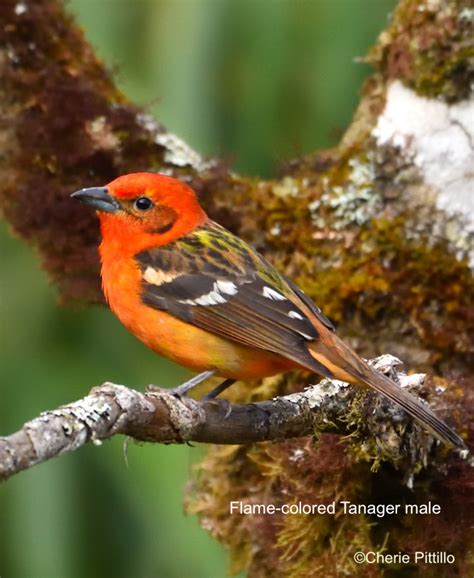 Backyard Birding In Merida Yucatan And Beyond Thanksgiving For The