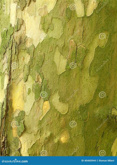 Sycamore tree trunk stock photo. Image of natural, bark - 40460944